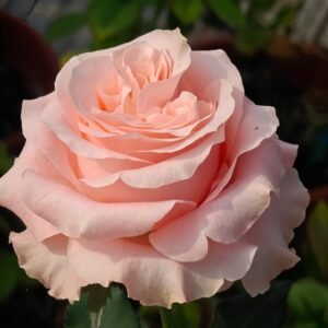 Princess Crown Rose