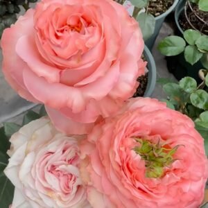Princess Crown Rose