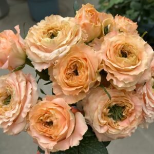 Princess Crown Rose