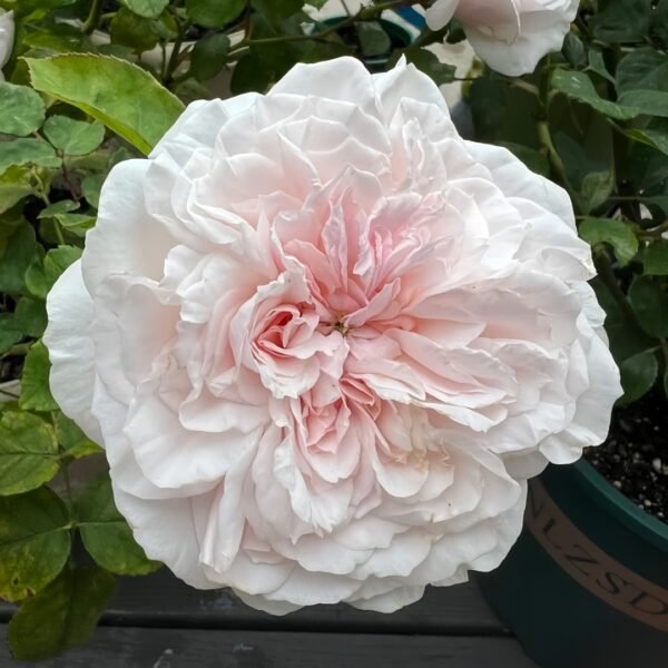 Princess Hoshiko Rose