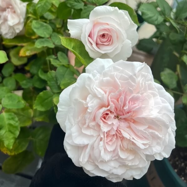 Princess Hoshiko Rose