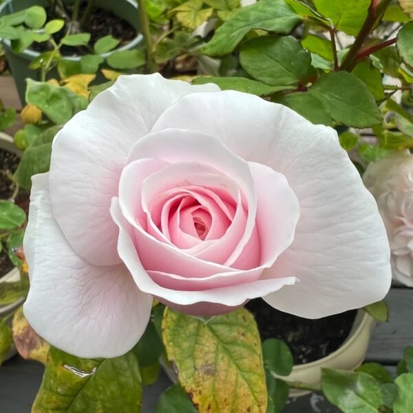 Princess Hoshiko Rose