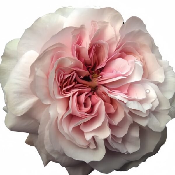 Princess Hoshiko Rose