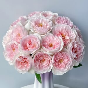Princess Veil Rose Plant｜公主面纱 - 图片 10