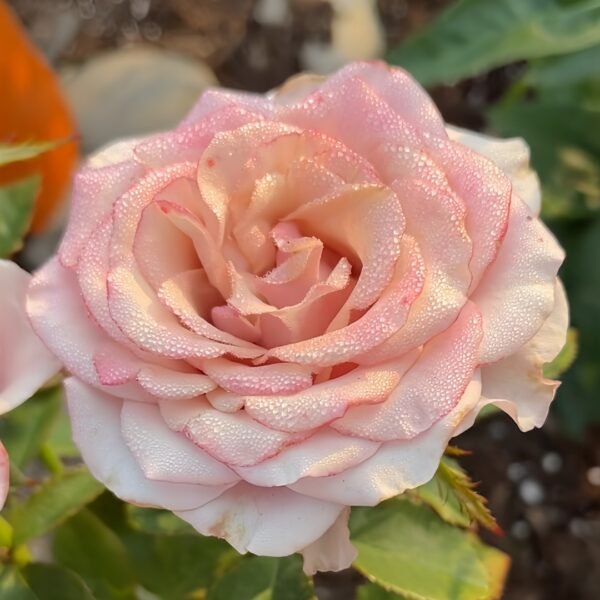 Purple Moon Rose