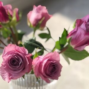 Purple Moon Rose Plant｜紫月 - 图片 10