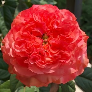 Red Coral Rose