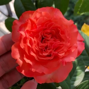 Red Coral Rose