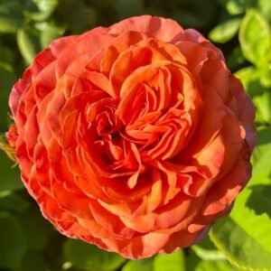 Red Coral Rose