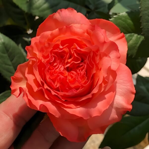Red Coral Rose