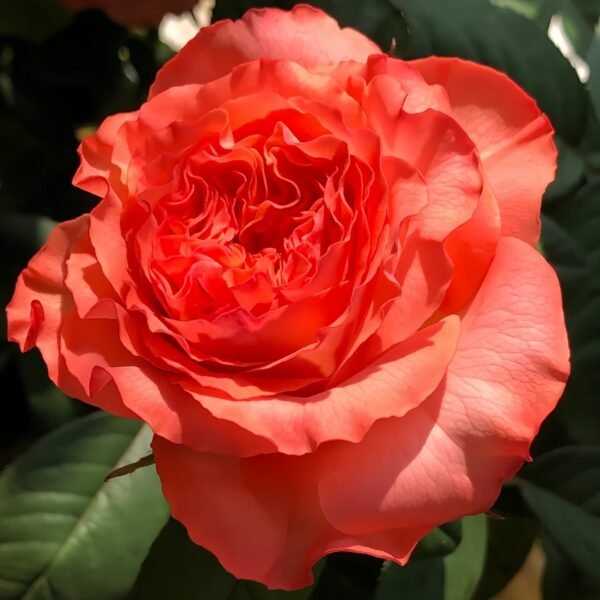 Red Coral Rose