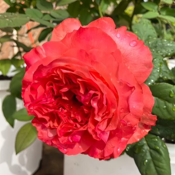 Red Coral Rose