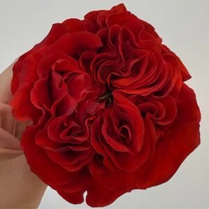Red Eye Rose Plant｜红眼睛 - 图片 3