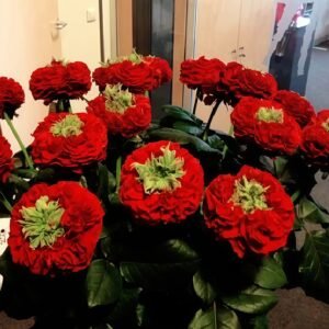 Red Eye Rose Plant｜红眼睛 - 图片 5
