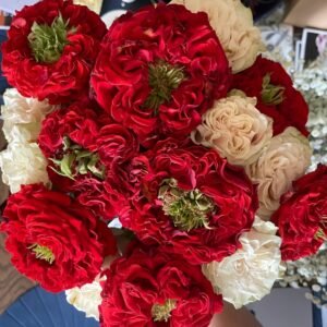 Red Eye Rose Plant｜红眼睛 - 图片 6