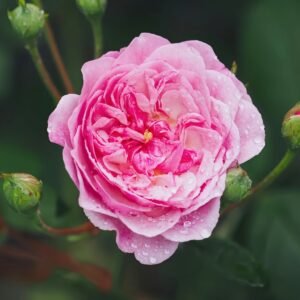 Romantic Siluetta Rose