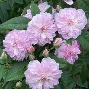 Romantic Siluetta Rose