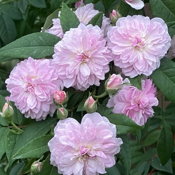 Romantic Siluetta Rose