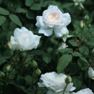 Shilabe Rose Plant|音调 - 图片 10
