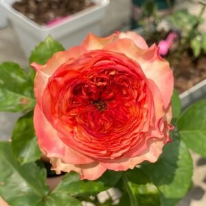Star Trek Rose