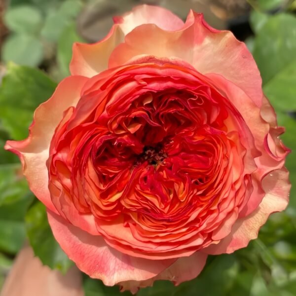 Star Trek Rose
