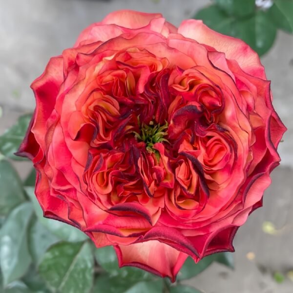 Star Trek Rose