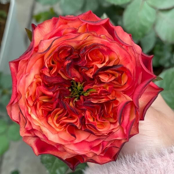 Star Trek Rose