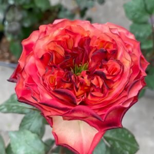 Star Trek Rose