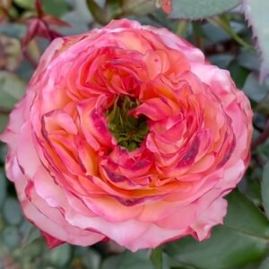 Star Trek Rose