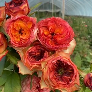 Star Trek Rose Plant｜星际迷航 - 图片 7