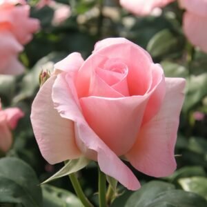 Summer Lady Rose Plant|夏日女士 - 图片 6