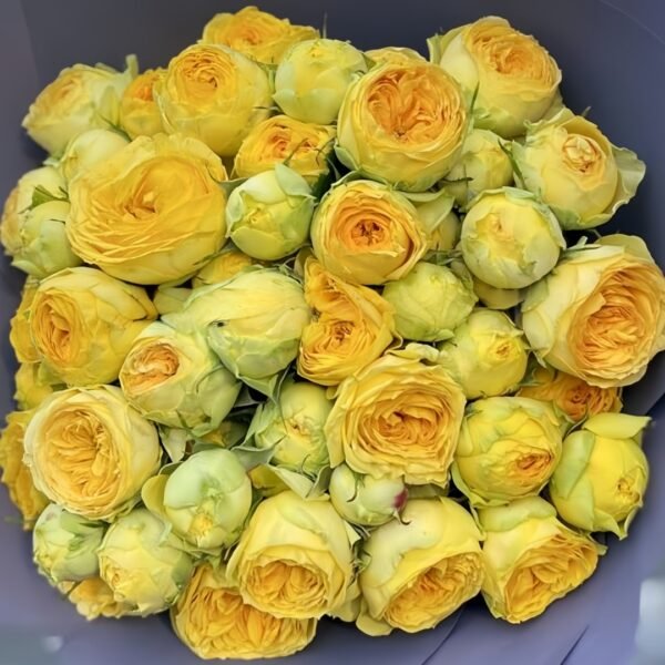 Sunny Trendsetter Rose