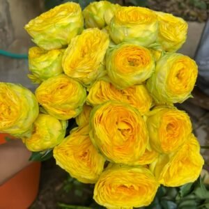 Sunny Trendsetter Rose
