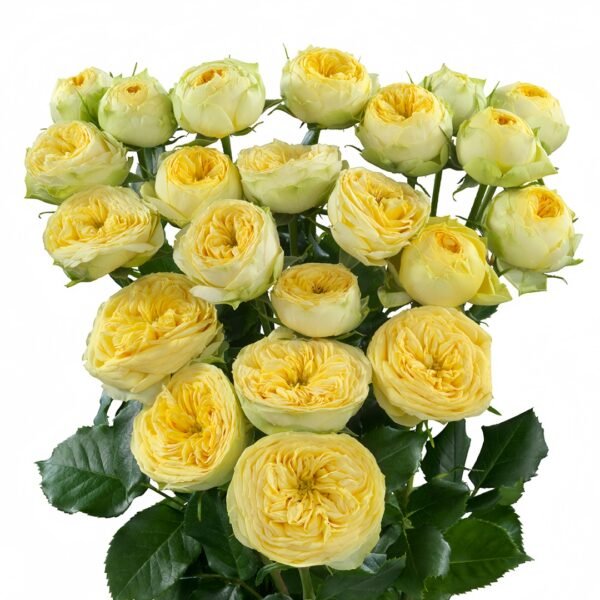 Sunny Trendsetter Rose