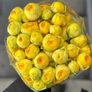 Sunny Trendsetter Rose Plant｜阳光潮流 - 图片 6