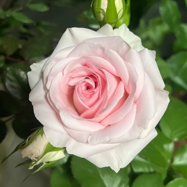 Sweet Revival Rose