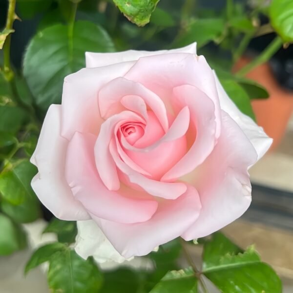 Sweet Revival Rose