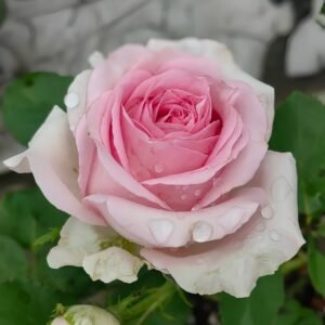 Sweet Revival Rose