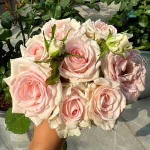 Sweet Revival Rose Plant|甜蜜苏醒 - 图片 10