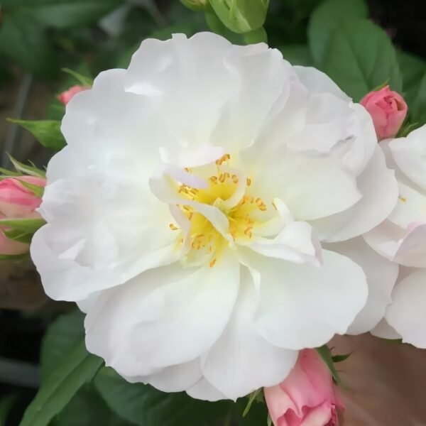 Sweet Siluetta Rose