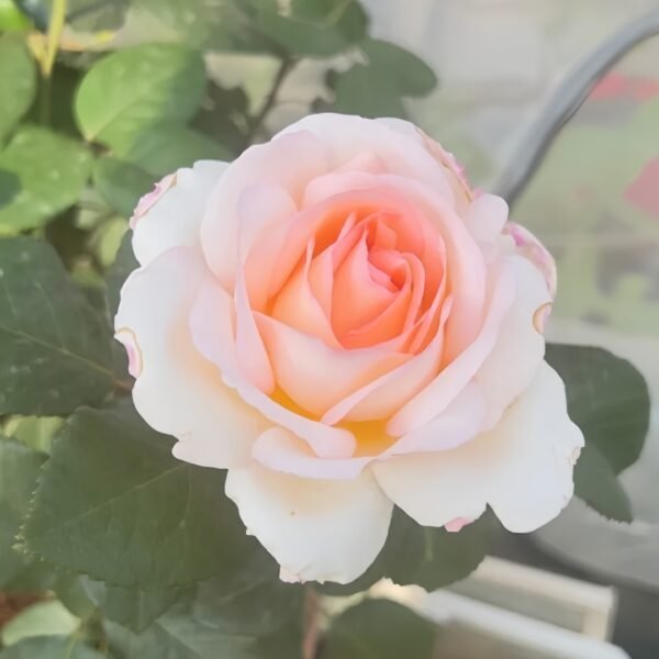 Trésor du Jardin Rose
