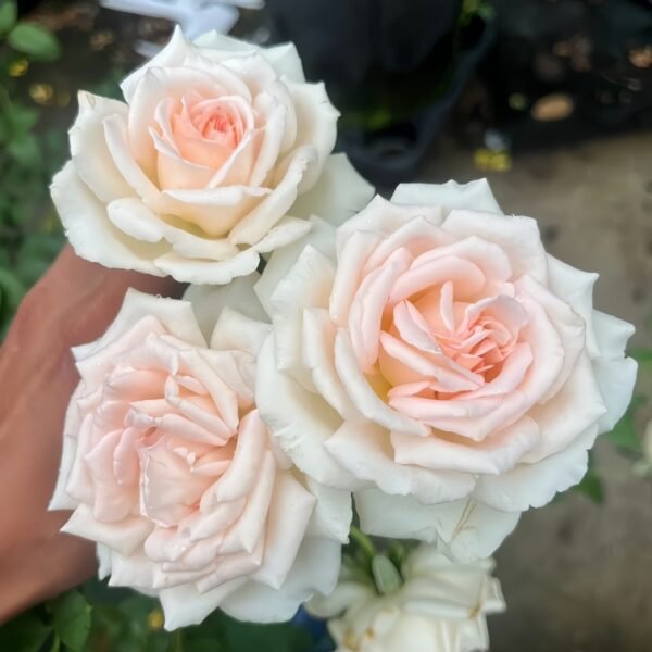 Trésor du Jardin Rose