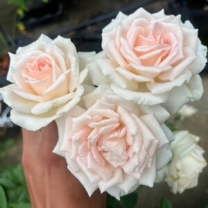 Trésor du Jardin Rose