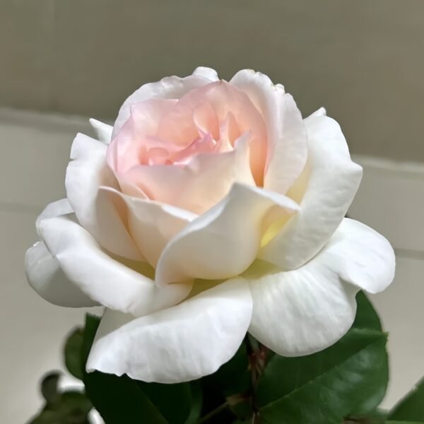 Trésor du Jardin Rose