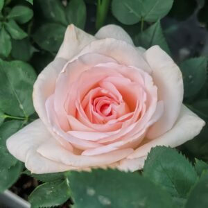 Trésor du Jardin Rose