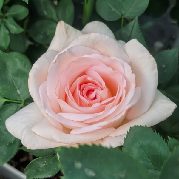 Trésor du Jardin Rose