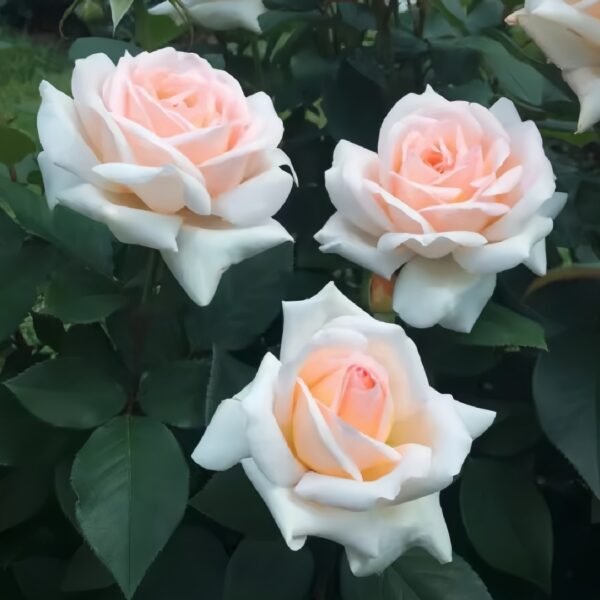 Trésor du Jardin Rose