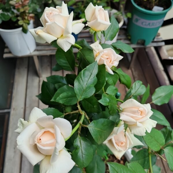 Trésor du Jardin Rose