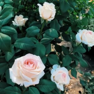 Trésor du Jardin Rose