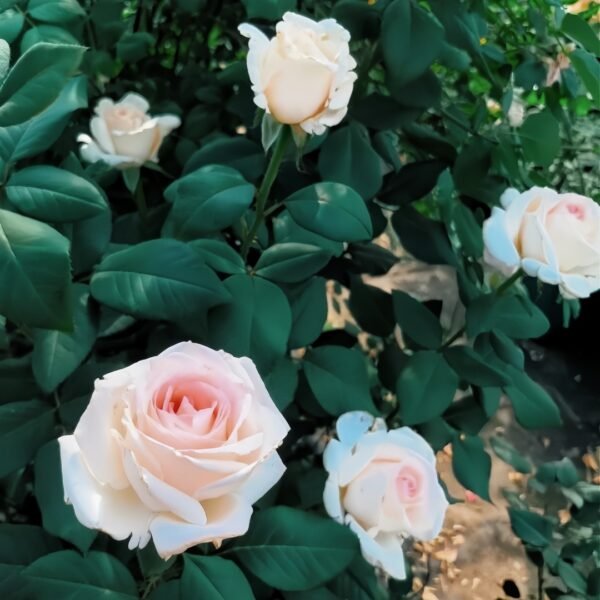 Trésor du Jardin Rose